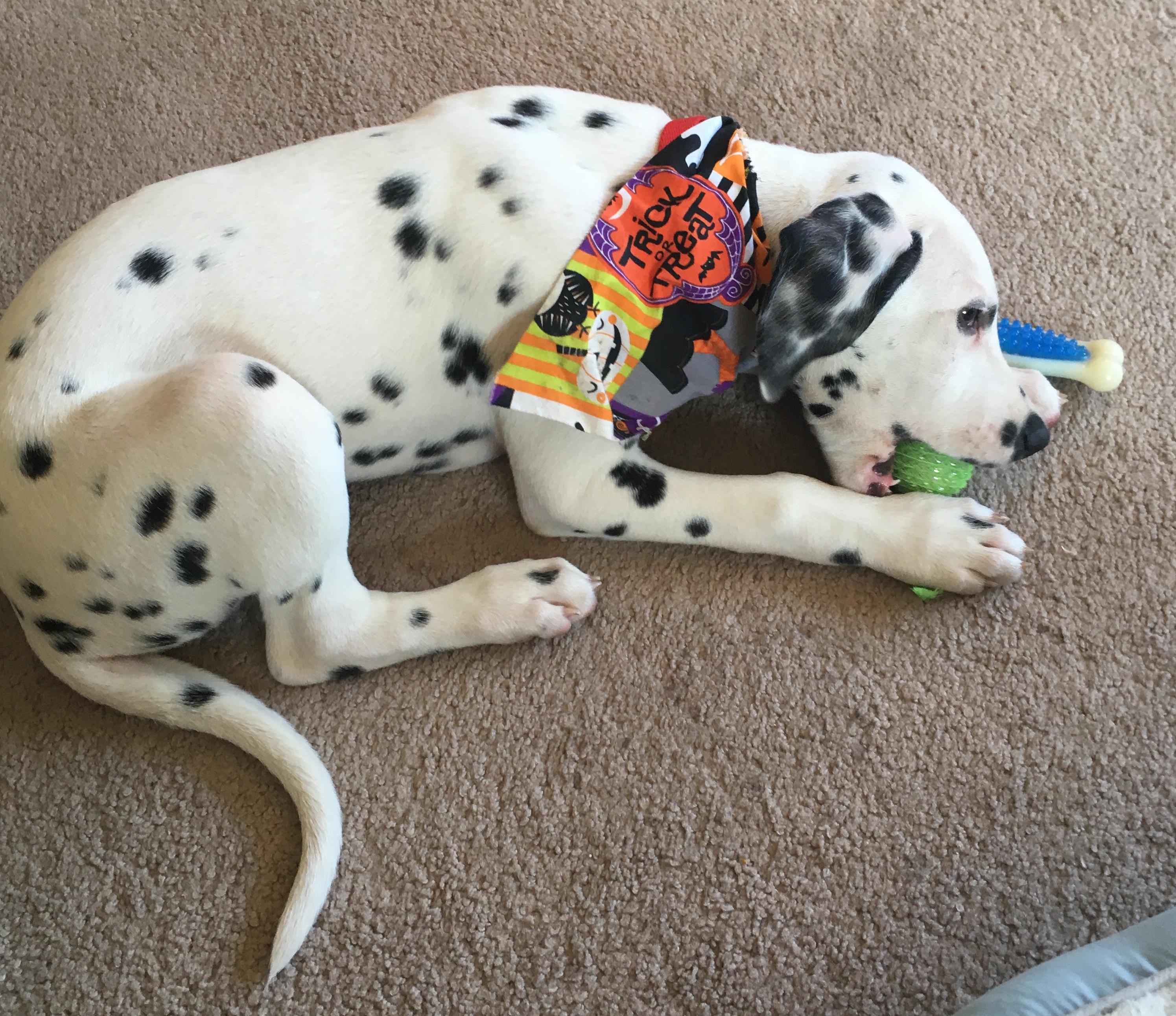 Giant dalmatian best sale